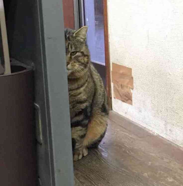 動物たちの「家政婦は見た!」の画像