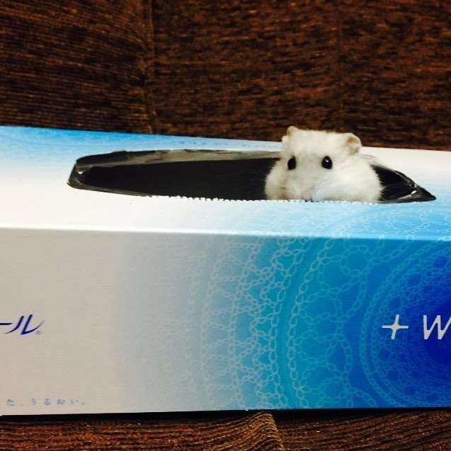 動物たちの「家政婦は見た!」の画像