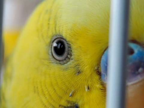 動物たちの「家政婦は見た!」の画像