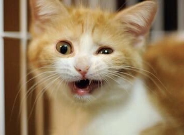 動物たちの「家政婦は見た!」の画像