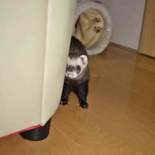 動物たちの「家政婦は見た!」の画像