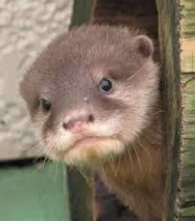動物たちの「家政婦は見た!」の画像
