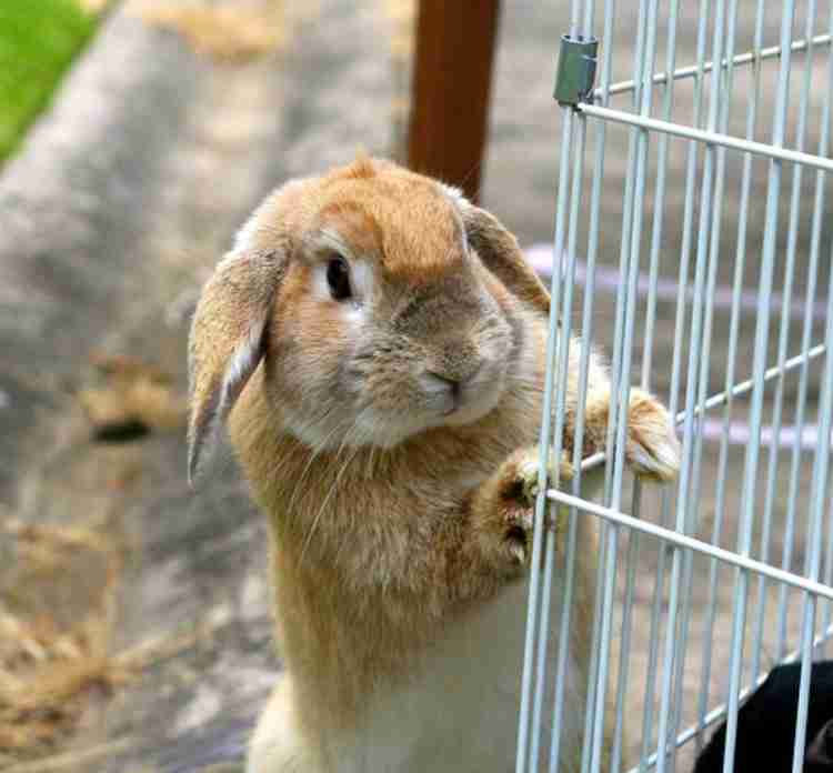 動物たちの「家政婦は見た!」の画像