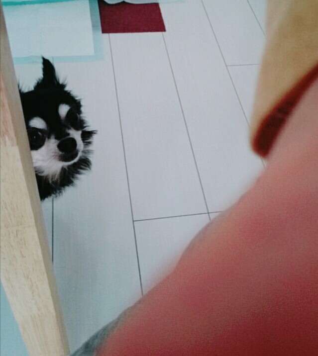 動物たちの「家政婦は見た!」の画像
