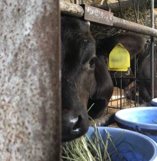 動物たちの「家政婦は見た!」の画像