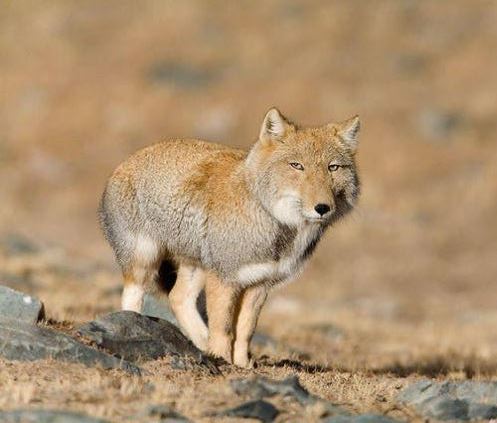 わりとガル民に好かれていると思うもの