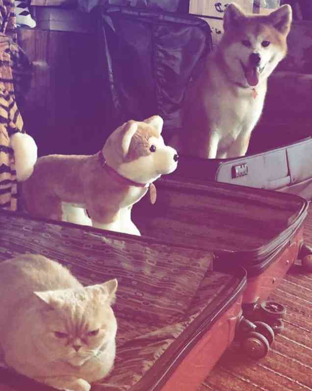 ザギトワ選手の“愛犬マサル”肉球で調印 『エアウィーヴ』と広告出演契約