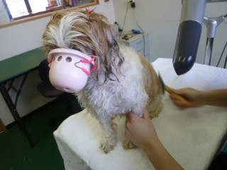 認知症の犬を飼ってる方