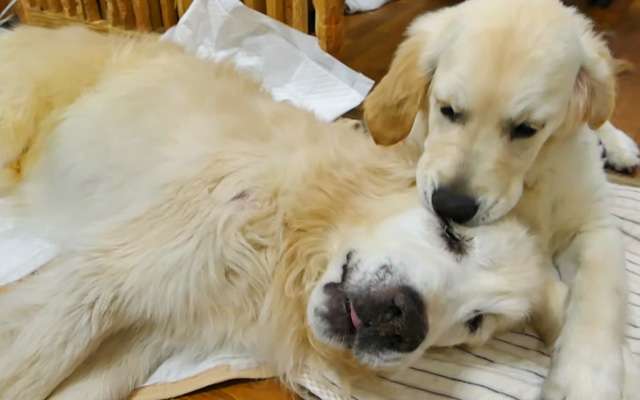 認知症の犬を飼ってる方