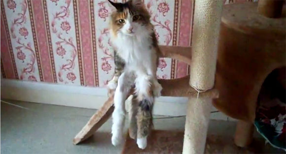 人間ぽい動物たち