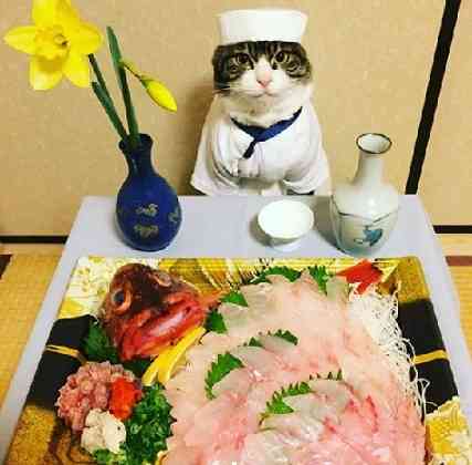 人間ぽい動物たち