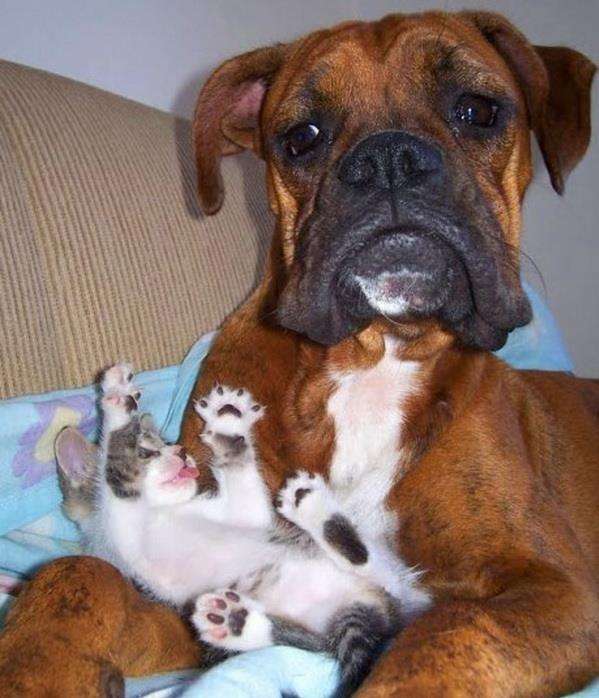 人間ぽい動物たち