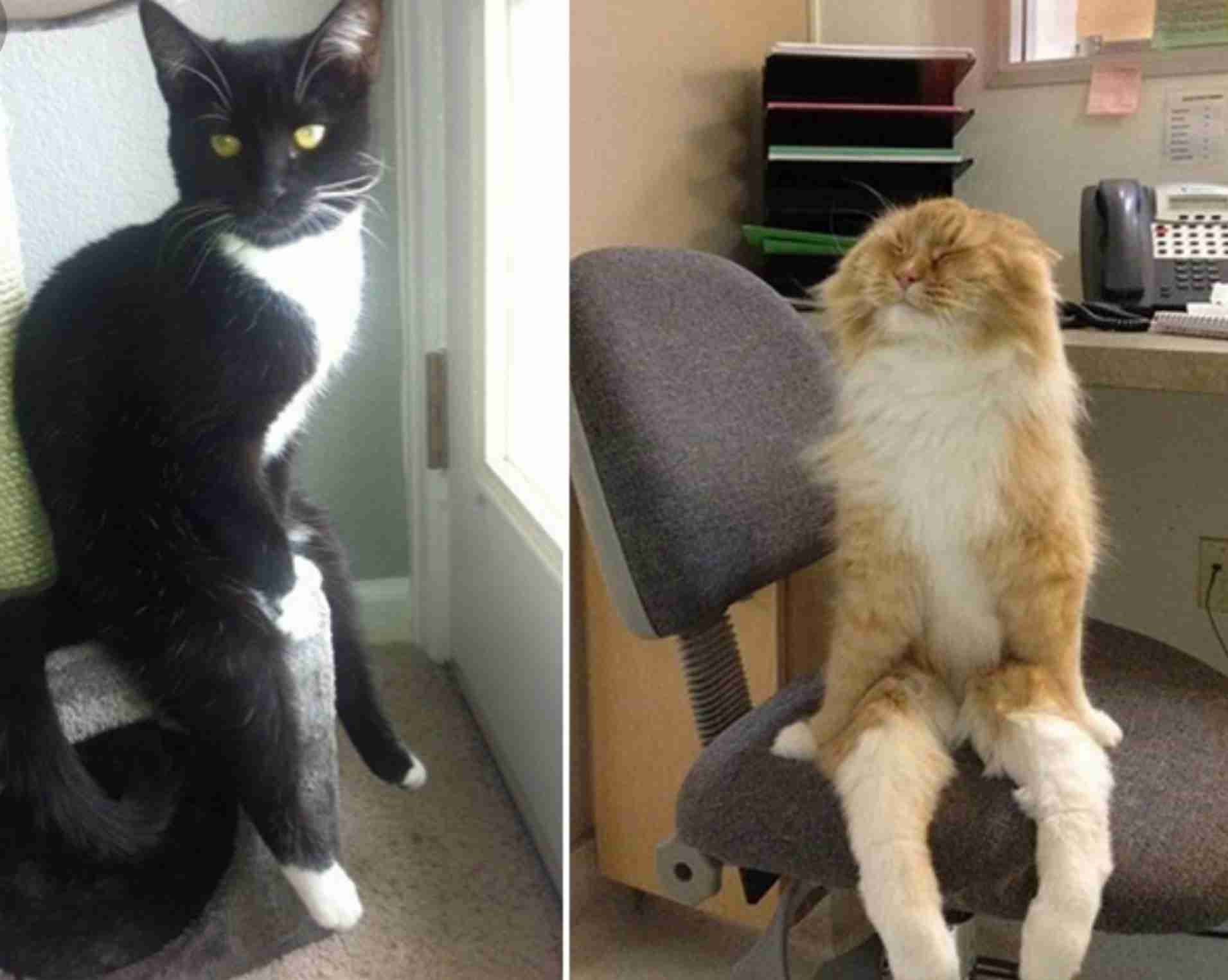 人間ぽい動物たち