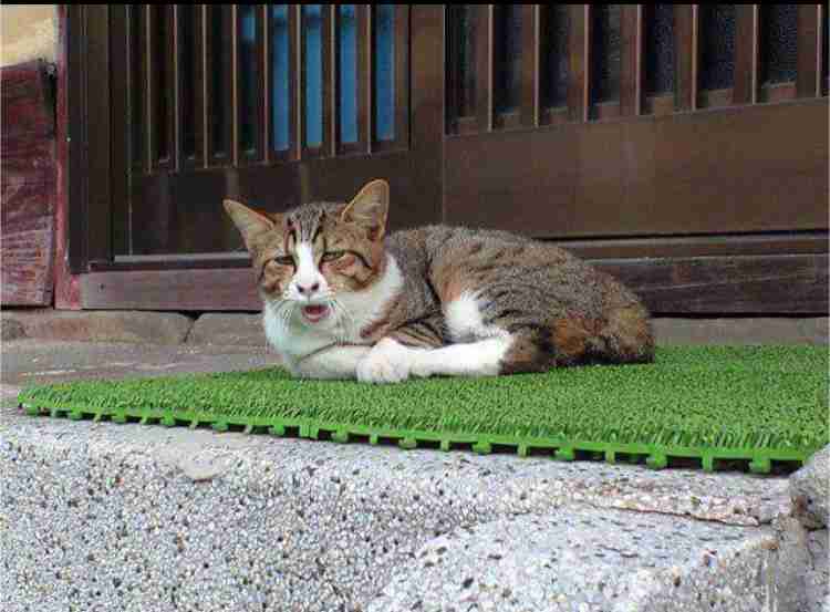 人間ぽい動物たち