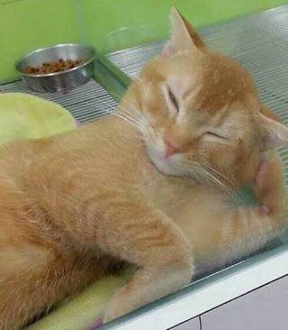 人間ぽい動物たち