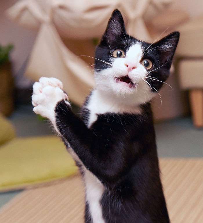 人間ぽい動物たち