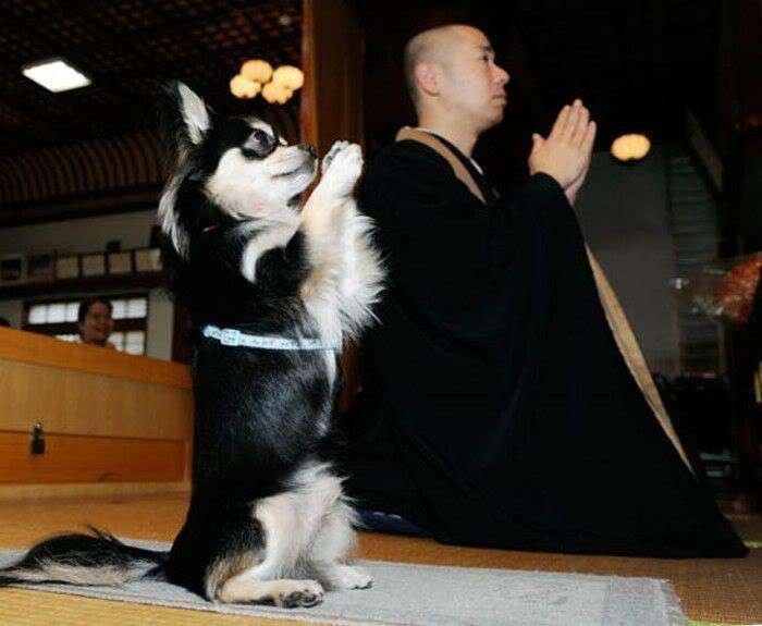 人間ぽい動物たち