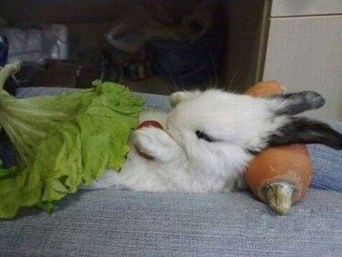 人間ぽい動物たち