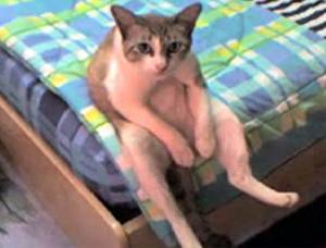 人間ぽい動物たち