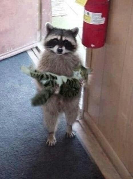 人間ぽい動物たち