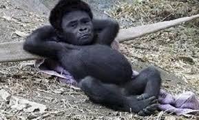 人間ぽい動物たち