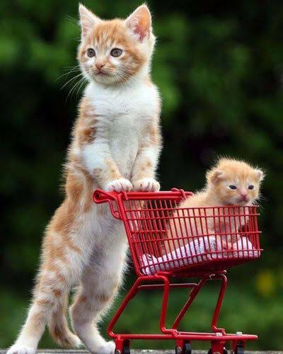 人間ぽい動物たち