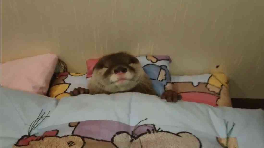 人間ぽい動物たち