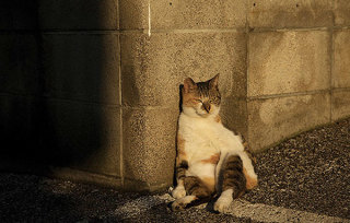 人間ぽい動物たち