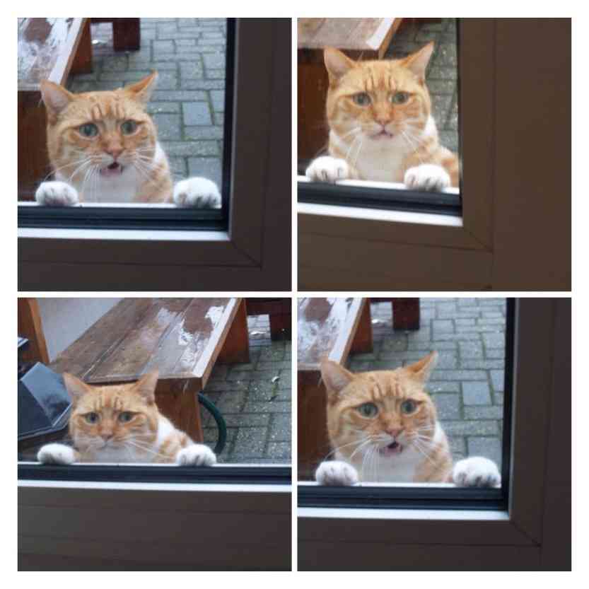 人間ぽい動物たち