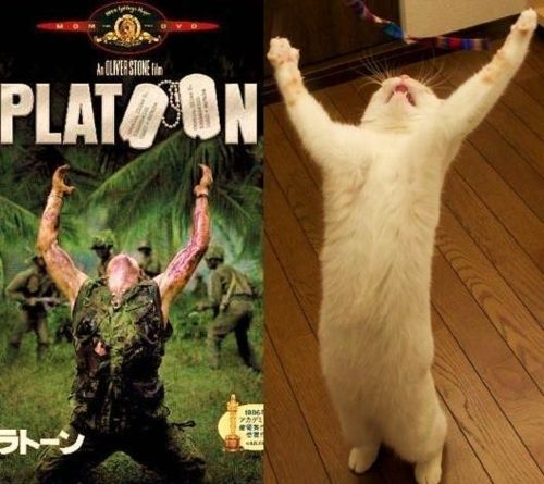人間ぽい動物たち