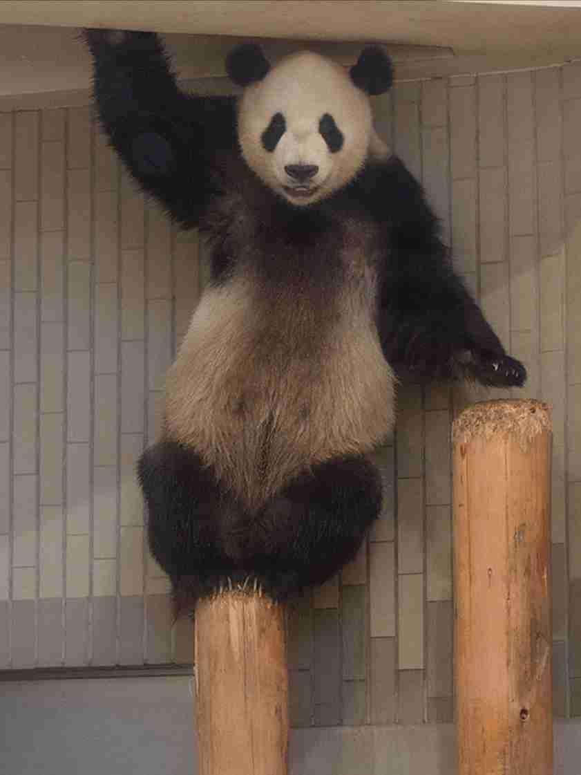人間ぽい動物たち