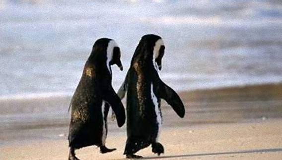 人間ぽい動物たち