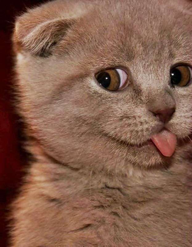 人間ぽい動物たち