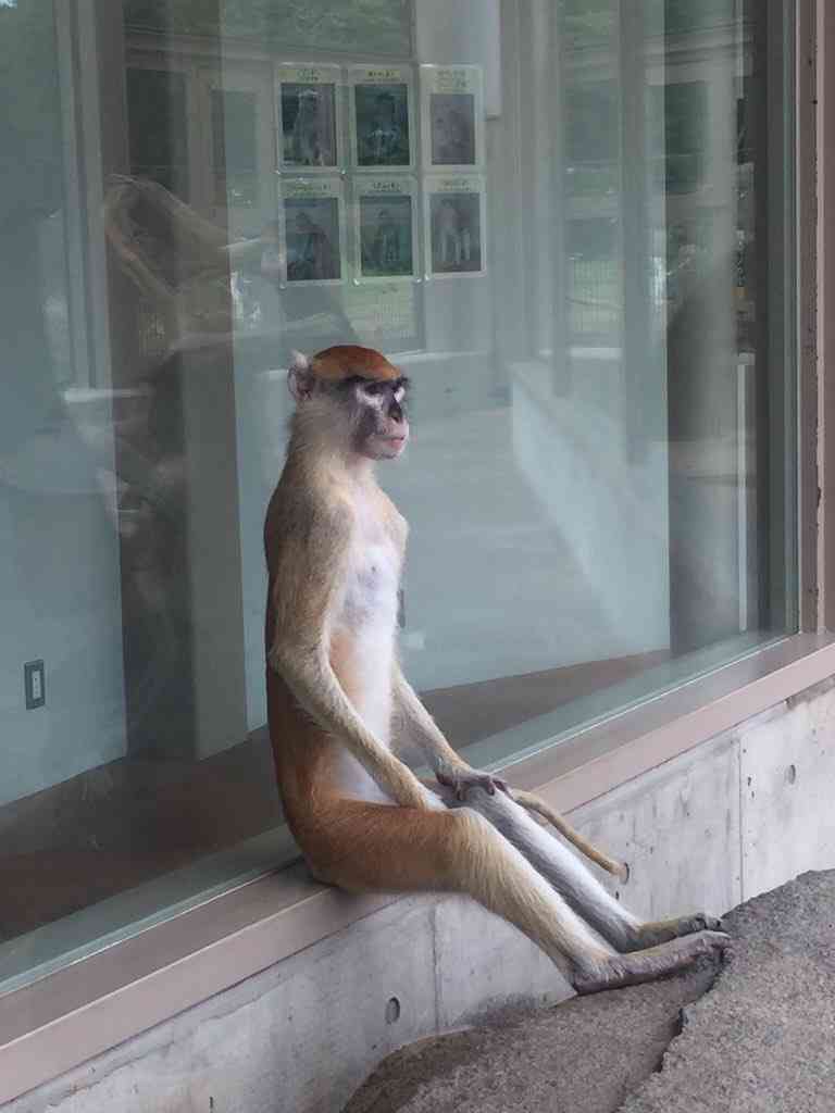 人間ぽい動物たち