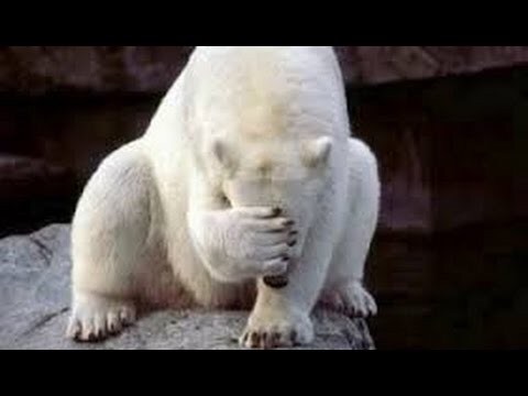 人間ぽい動物たち