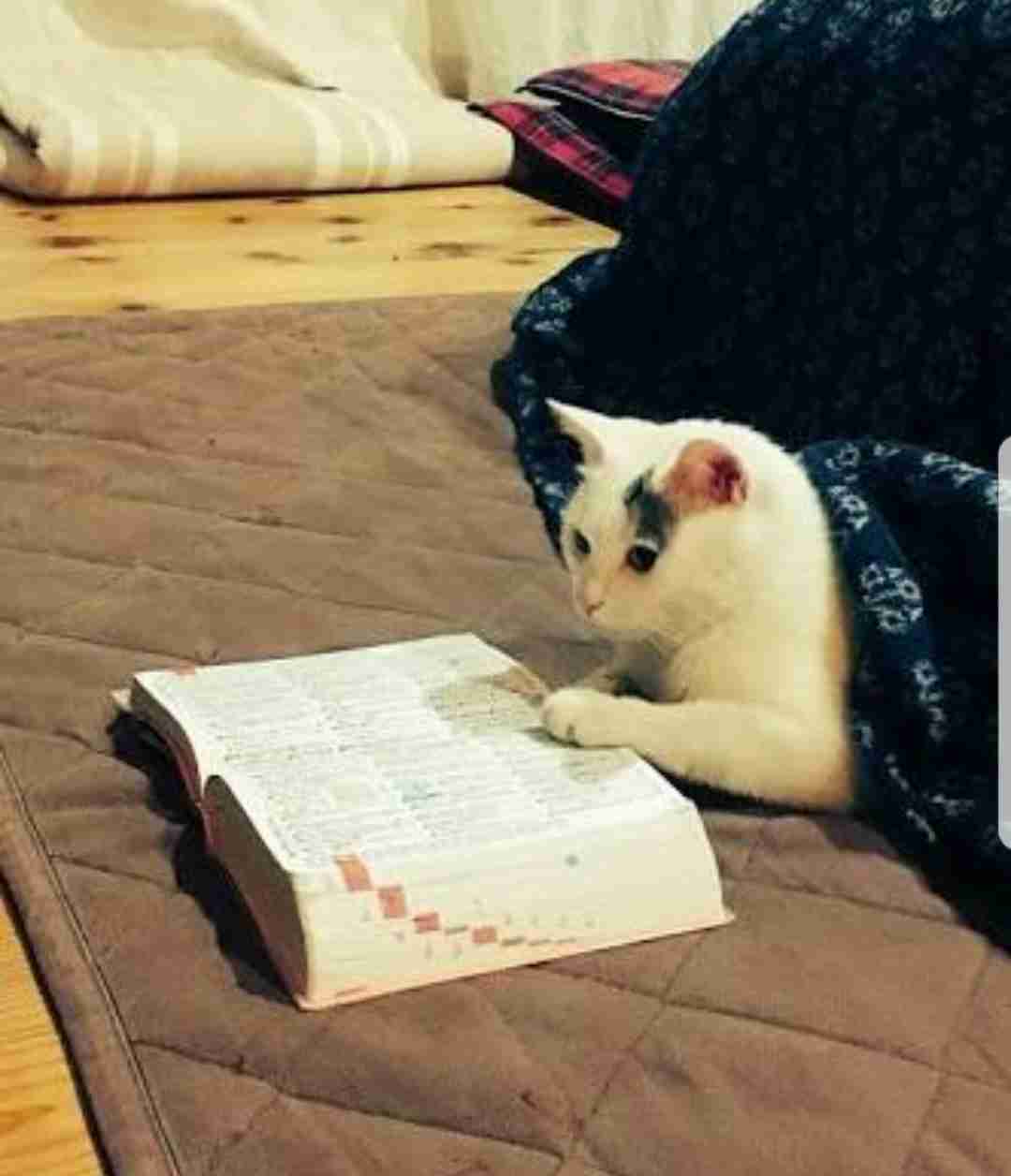 人間ぽい動物たち