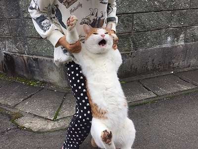 人間ぽい動物たち