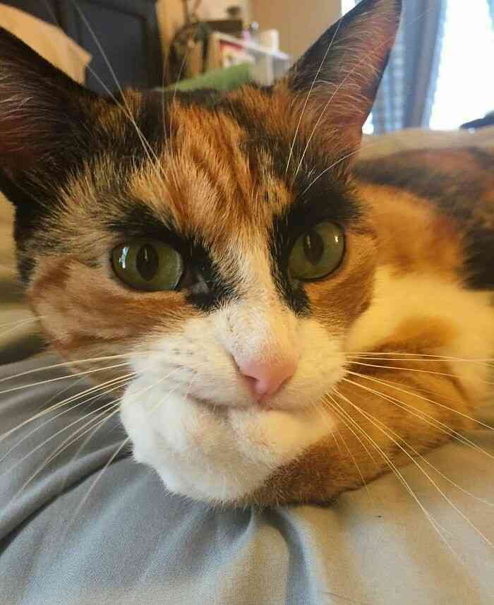 人間ぽい動物たち