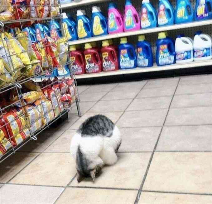 人間ぽい動物たち