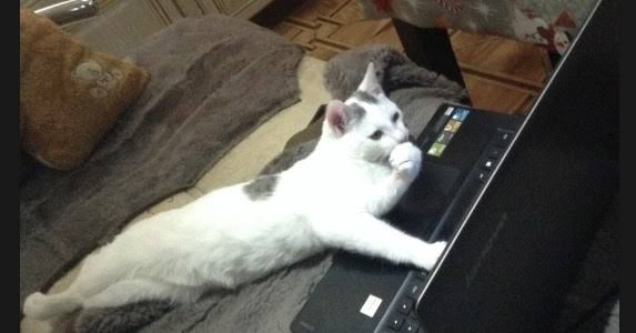 人間ぽい動物たち
