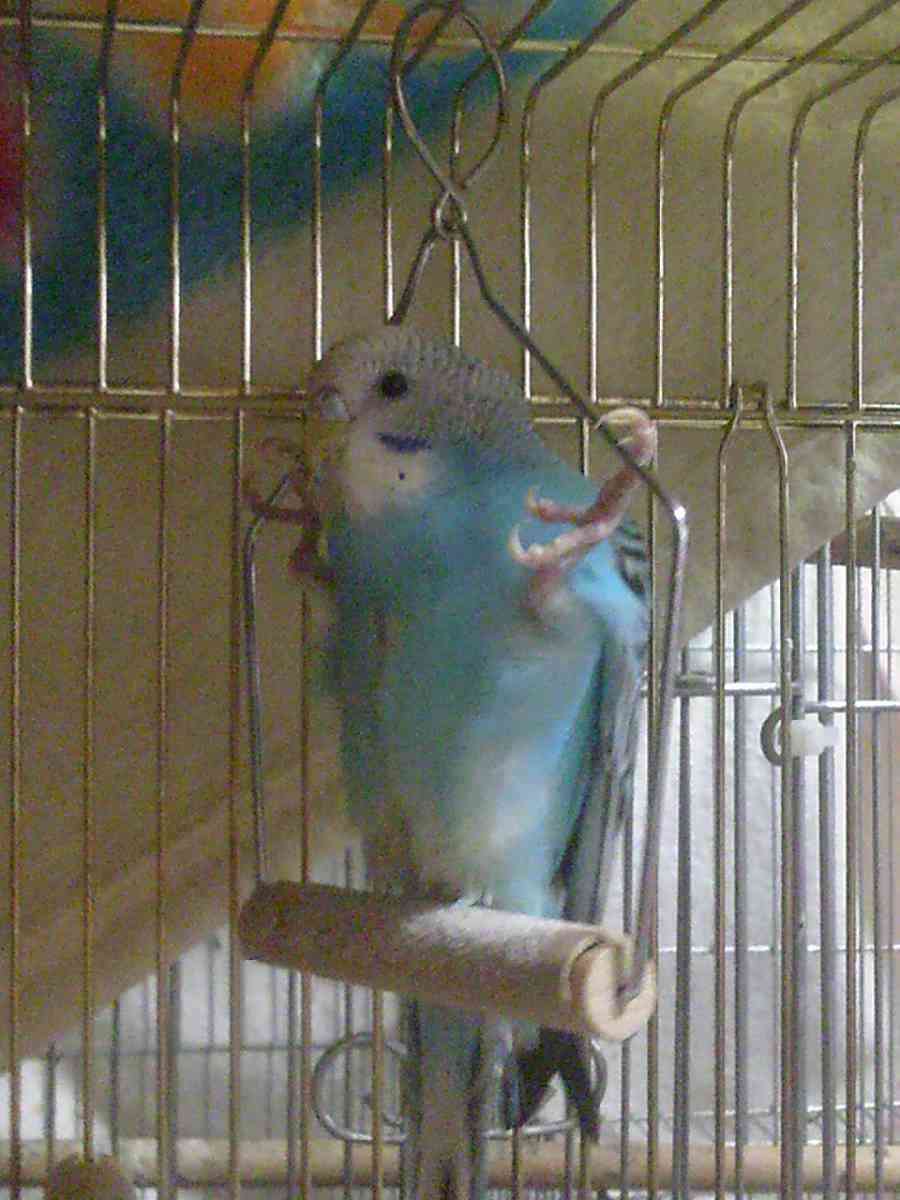 人間ぽい動物たち