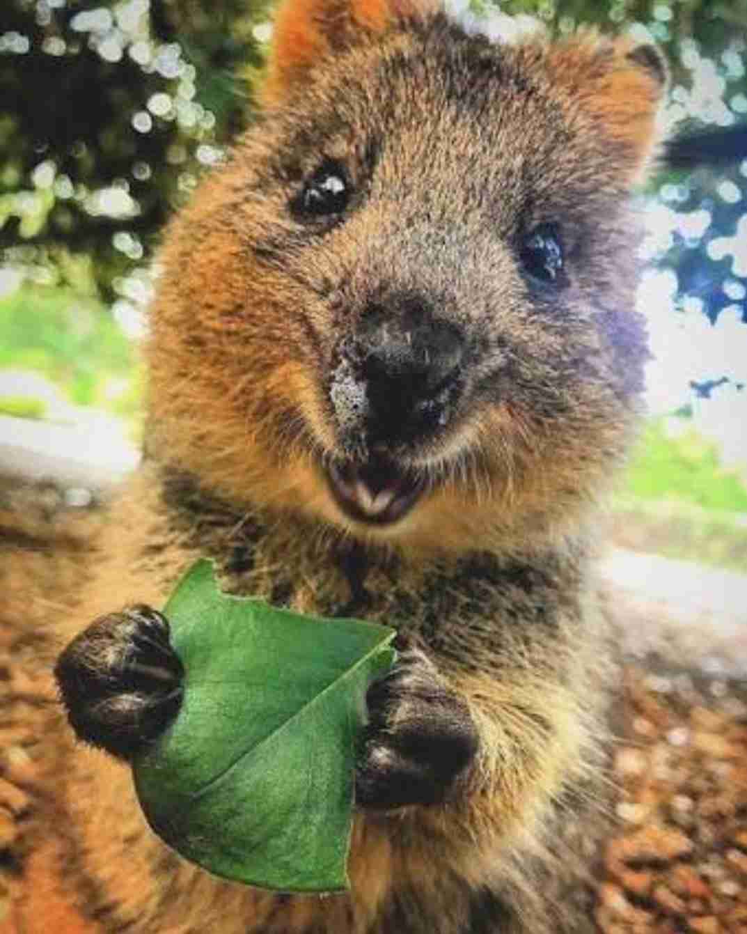 人間ぽい動物たち