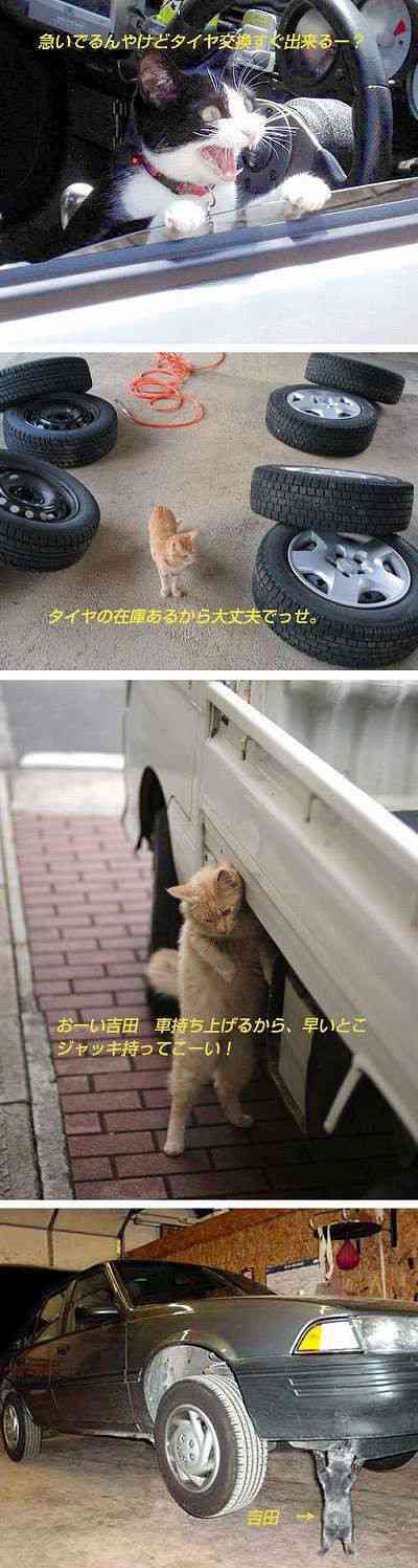 人間ぽい動物たち