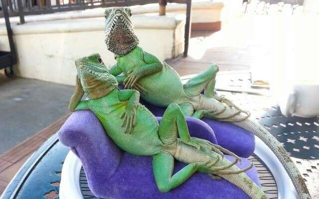 人間ぽい動物たち