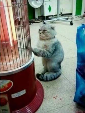 人間ぽい動物たち