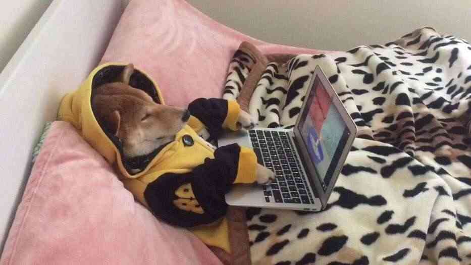 人間ぽい動物たち