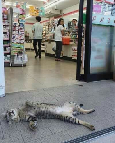 人間ぽい動物たち