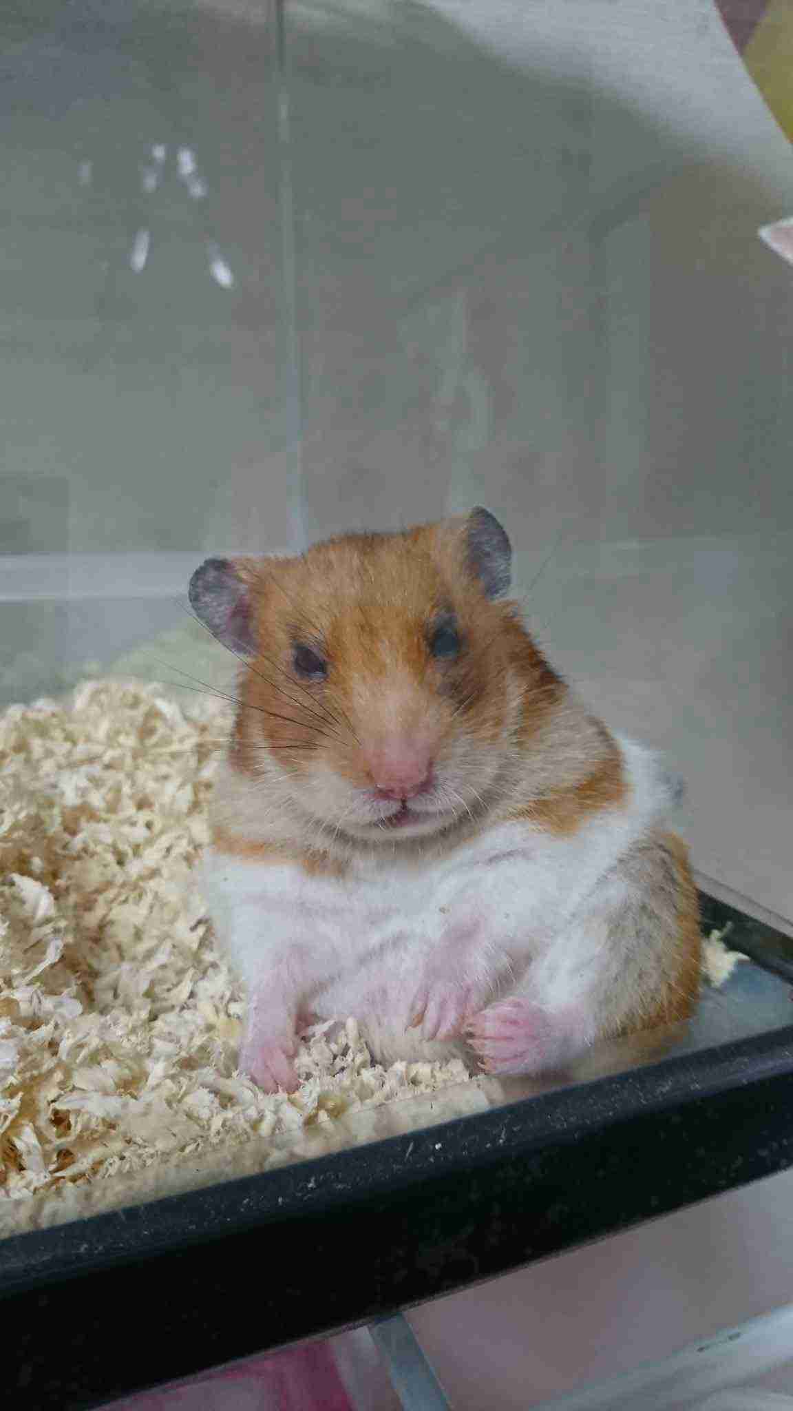 人間ぽい動物たち