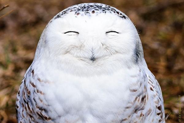 人間ぽい動物たち