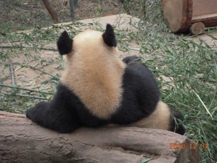 人間ぽい動物たち